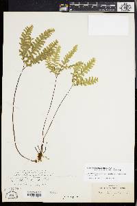 Adiantum aleuticum image