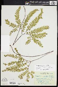 Adiantum aleuticum image