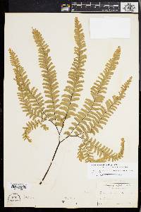 Adiantum aleuticum image