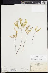 Adiantum aleuticum image