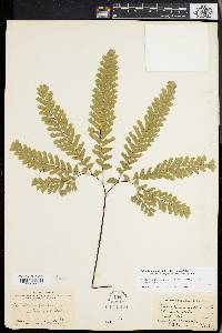 Adiantum aleuticum image