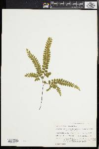 Adiantum hispidulum image