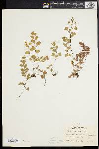 Adiantum capillus-veneris image