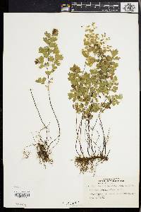 Adiantum capillus-veneris image