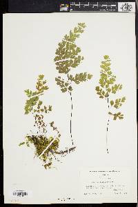 Adiantum capillus-veneris image