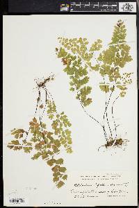 Adiantum capillus-veneris image