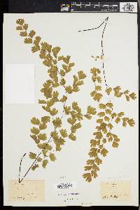 Adiantum capillus-veneris image