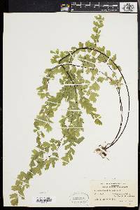 Adiantum capillus-veneris image