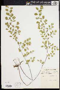 Adiantum capillus-veneris image