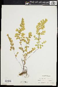 Adiantum capillus-veneris image