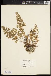 Adiantum capillus-veneris image