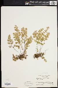 Adiantum capillus-veneris image