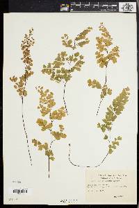 Adiantum capillus-veneris image