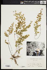 Adiantum capillus-veneris image