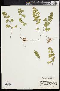 Adiantum capillus-veneris image