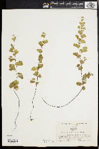 Adiantum capillus-veneris image