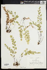 Adiantum capillus-veneris image