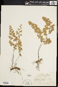 Adiantum capillus-veneris image