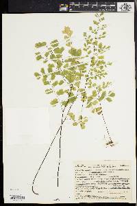 Adiantum capillus-veneris image