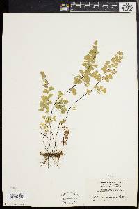 Adiantum capillus-veneris image