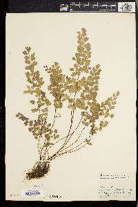 Adiantum capillus-veneris image