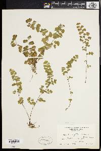 Adiantum capillus-veneris image