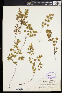 Adiantum capillus-veneris image