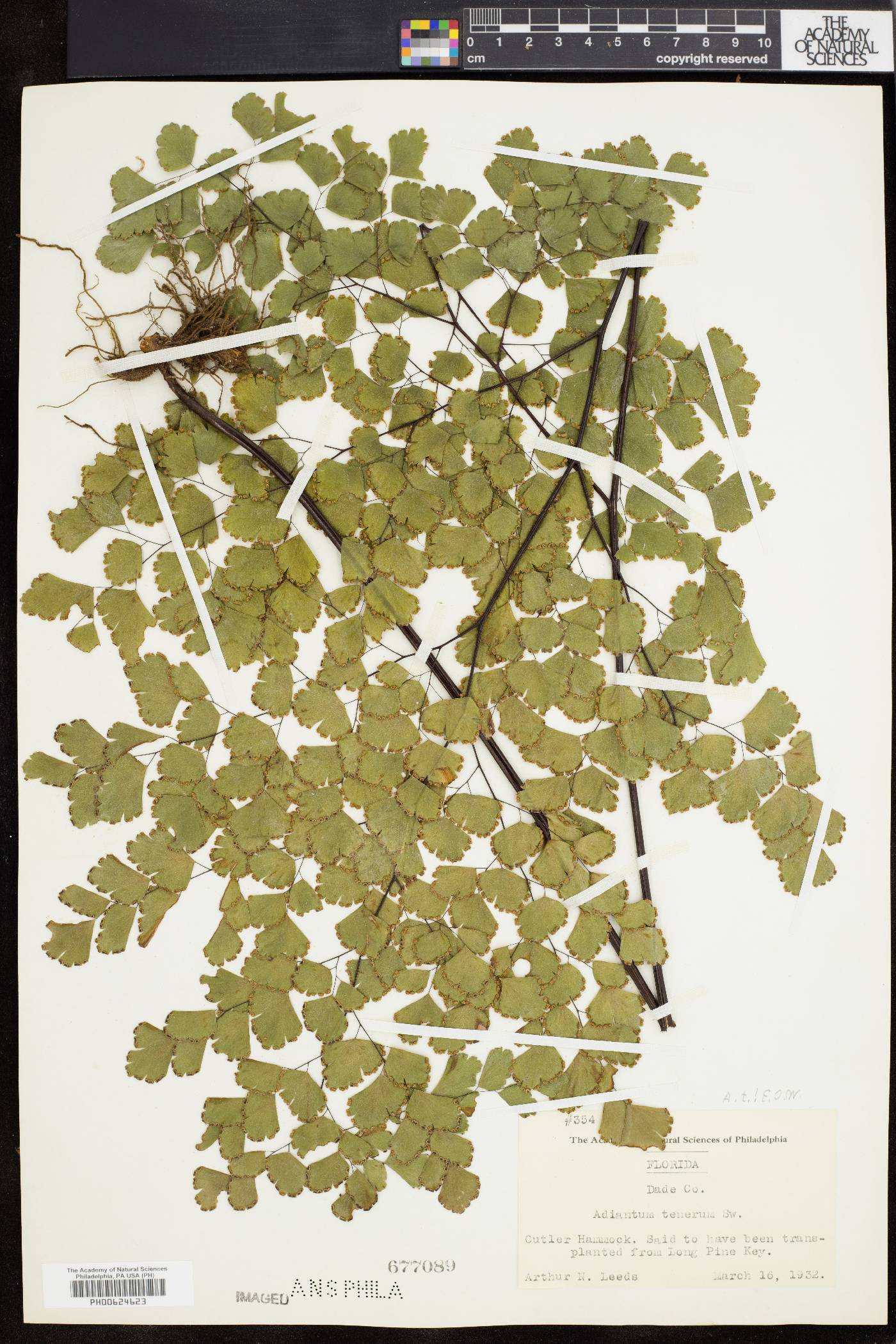 Adiantum tenerum image