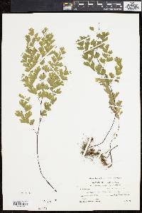 Adiantum capillus-veneris image