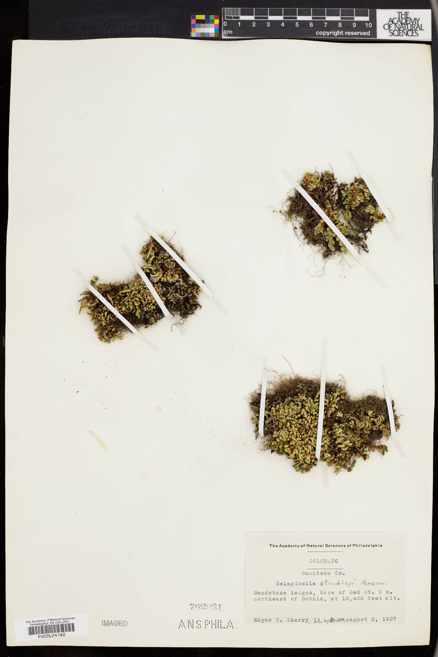 Selaginella standleyi image