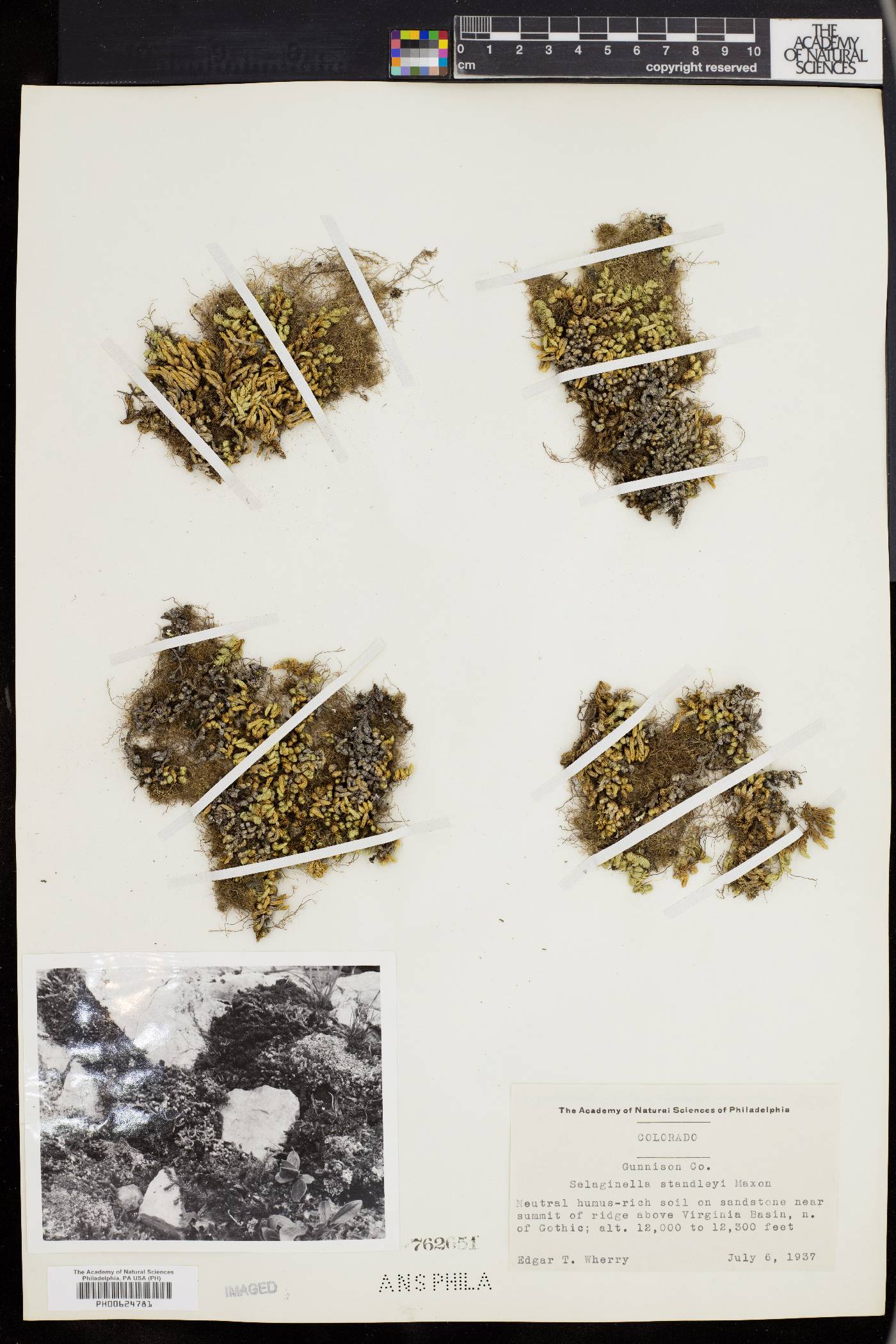 Selaginella standleyi image