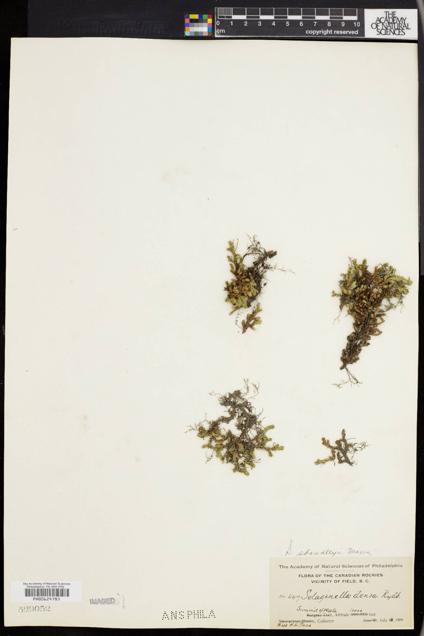 Selaginella standleyi image