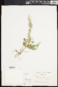 Selaginella pallescens image