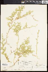 Selaginella delicatissima image