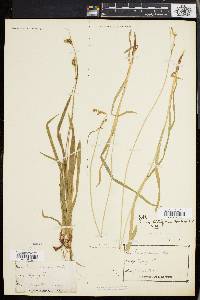 Carex hirtifolia image