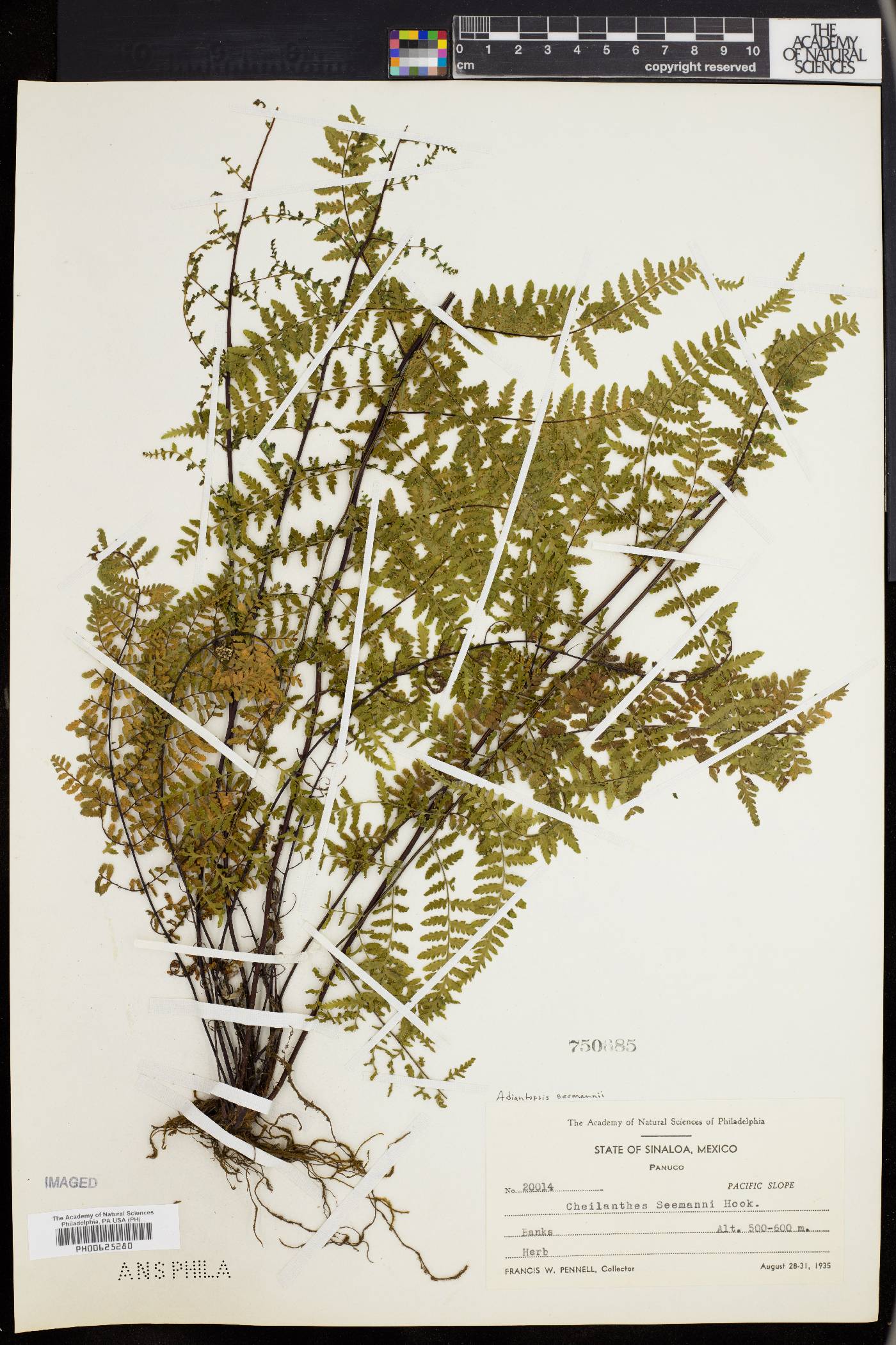 Adiantopsis seemannii image