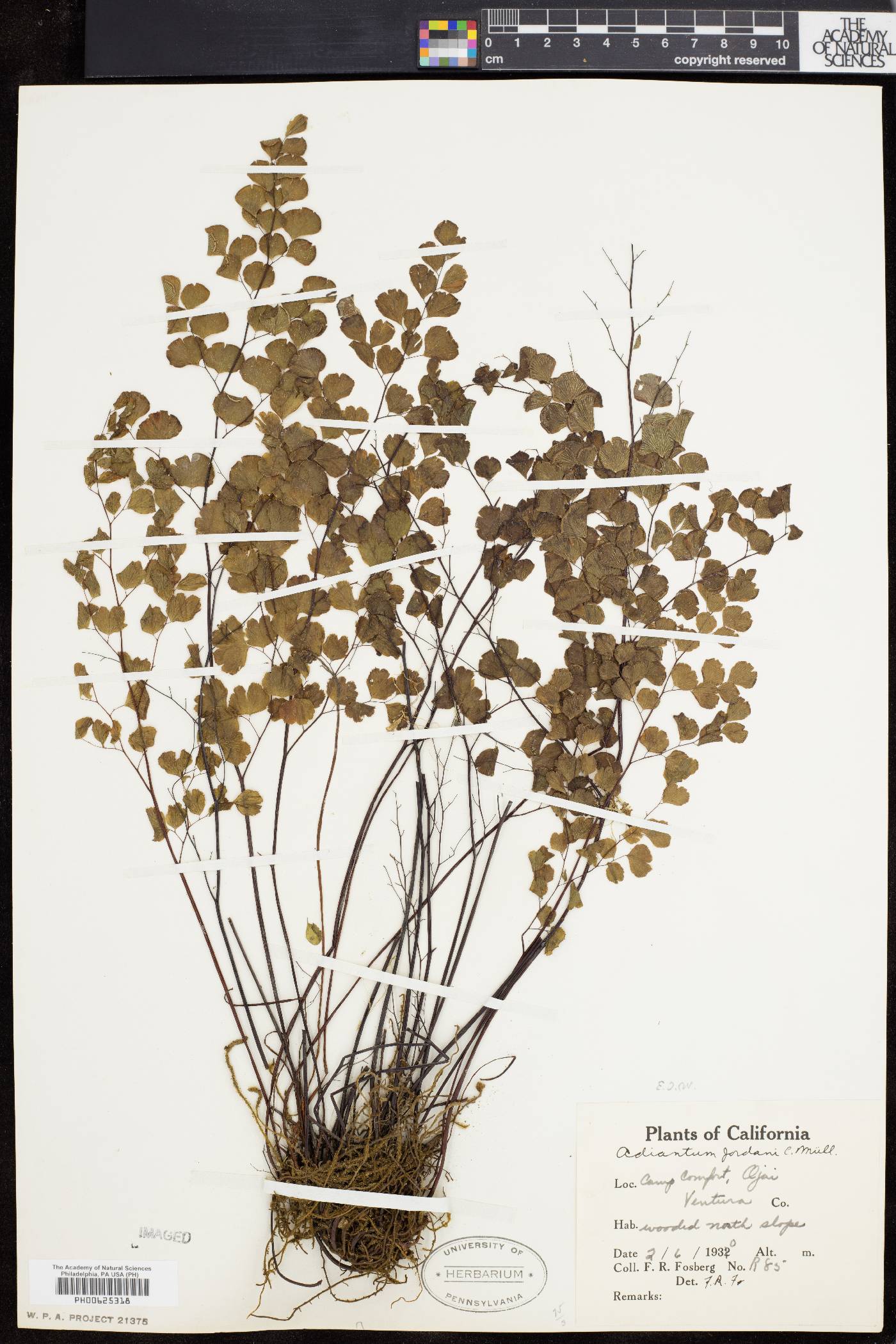 Adiantum jordanii image