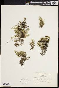 Selaginella rupestris image