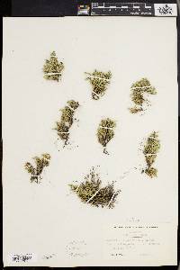 Selaginella rupestris image