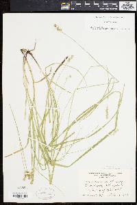 Carex normalis image