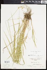 Carex normalis image