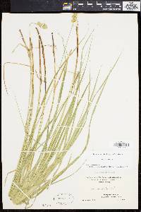 Carex normalis image