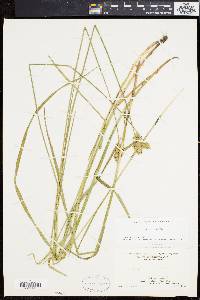 Carex normalis image