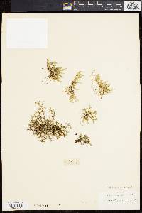 Selaginella rupestris image