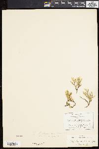 Selaginella tortipila image