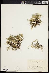 Selaginella wallacei image