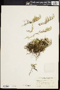 Selaginella wallacei image