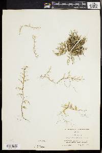 Selaginella wallacei image