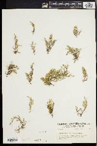 Selaginella wallacei image