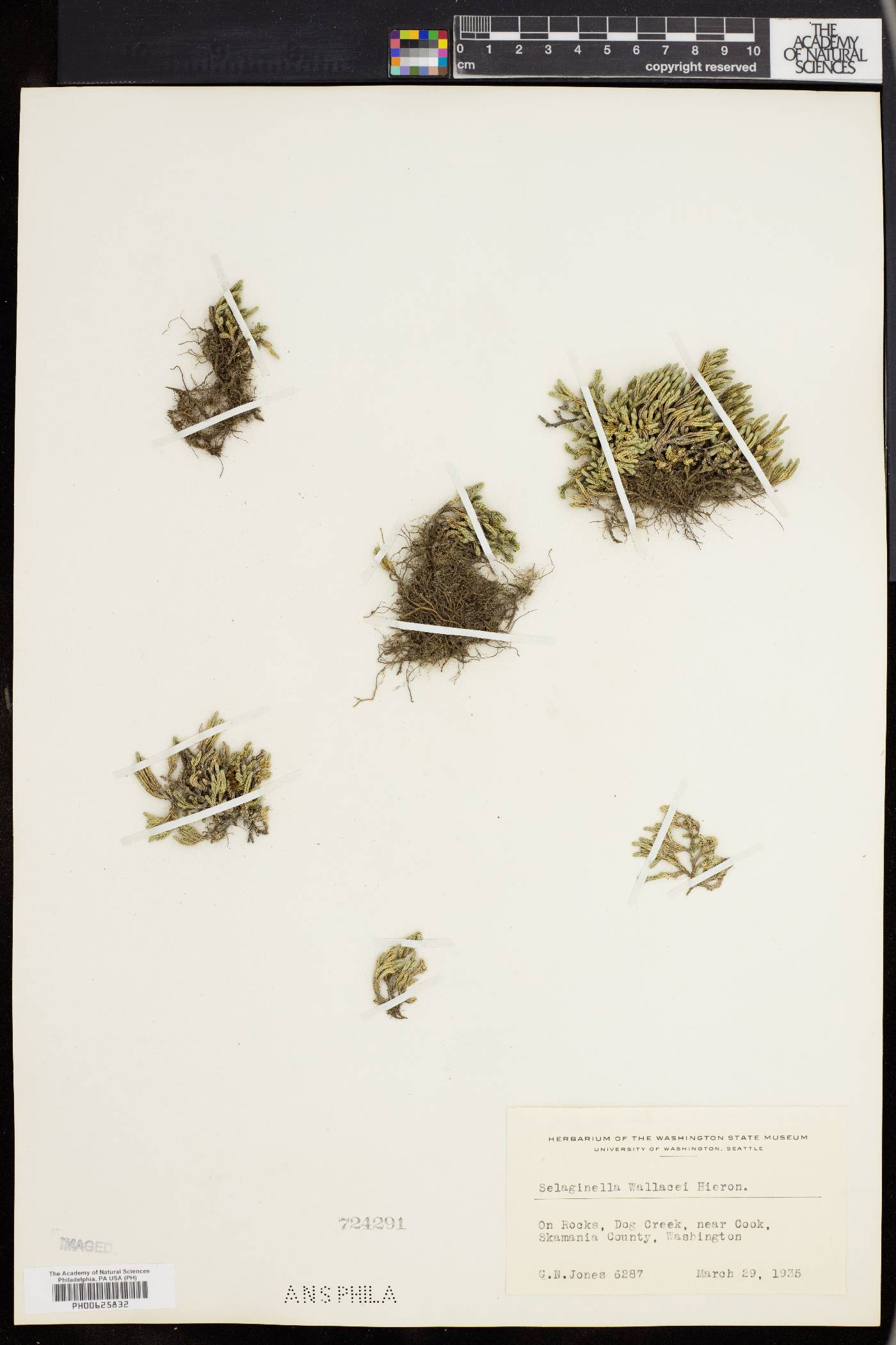 Selaginella wallacei image